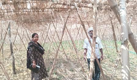 Betel cultivationपान की खेती से किसानों की  तरक्की   