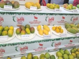 आम महोत्सव 04 से 06 जुलाई तक 