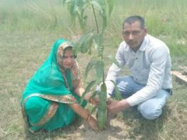 marriage Anniversaryपर पौध लगाकर दिया पौधरोपण का संदेश  