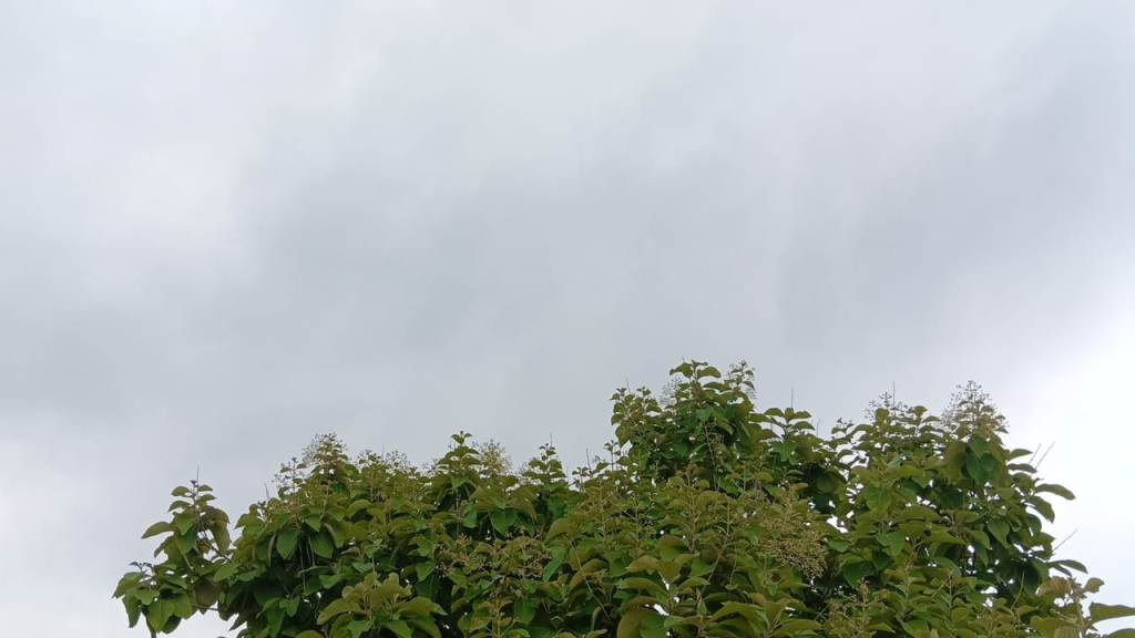 Weather :17 जुलाई तक जौनपुर के आसपास के जिलों में भारी बारिश होगी 1 Weather :17 जुलाई तक जौनपुर के आसपास के जिलों में भारी बारिश होगी