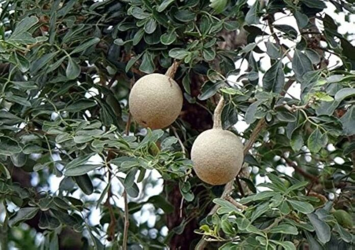 विलुप्ति की कगार पर पहुँचा कैथा का पेड़, संरक्षण की आवश्यकता