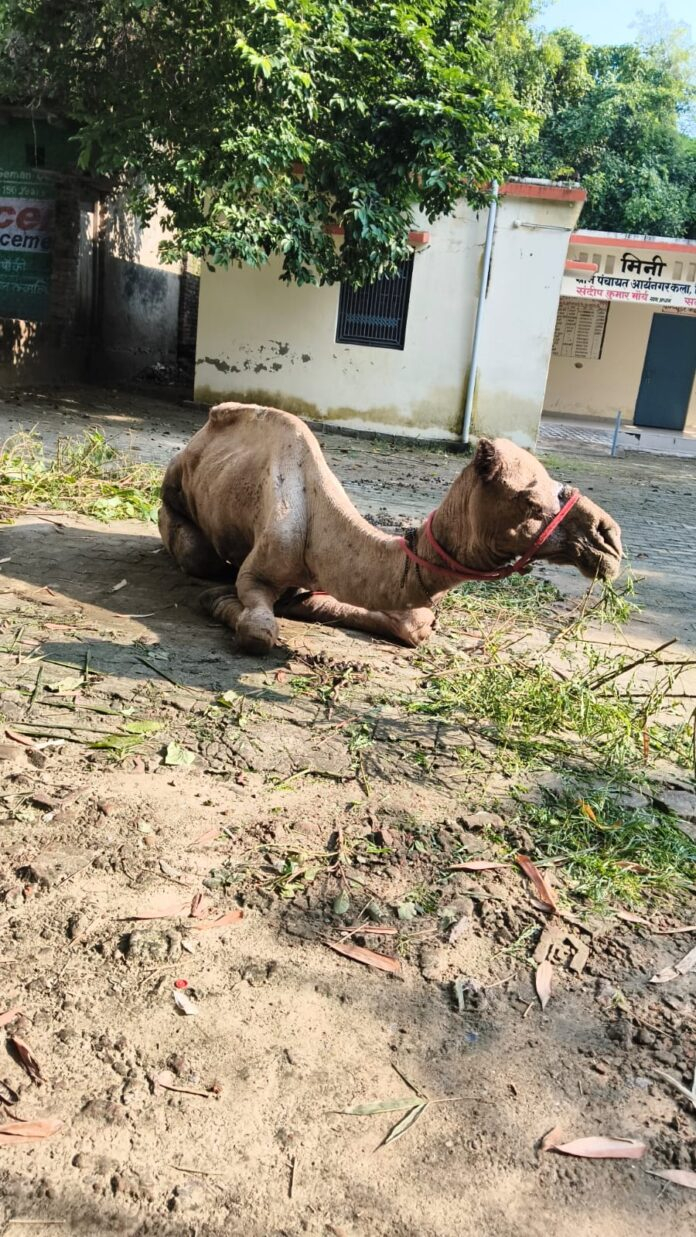 बीमार ऊंट को छोड़कर भाग निकला मालिक, जिम्मेदारी को लेकर पसोपेश