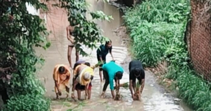 Jaunpur News, photo of paddy plantation on road goes