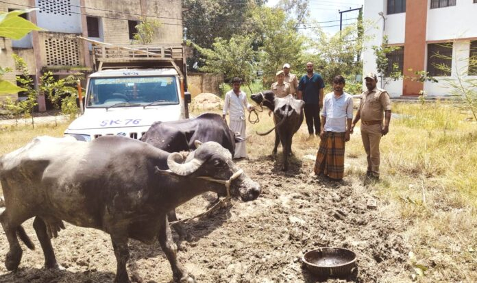 jaunpurखेतासराय पुलिस ने मुखबीर की सूचना पर तीन भैंस चोर दबोचे